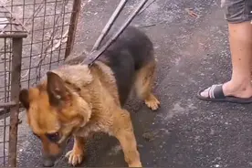 山东：被卖狗肉馆的老德牧，获救后闷闷不乐，有太多的心酸想诉说图片