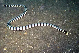 环蛇！环蛇！傻傻分不清楚，这些环蛇到底有毒还是无毒？图片