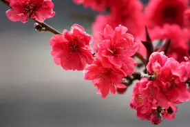 男人不同意给岳父母养老，妻子机智应对扭转了局面，情商真高图片