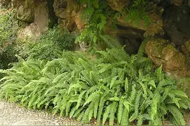 山上这种“凤凰草”，地下埋“珍珠”，小时当零食，不知价值珍贵图片