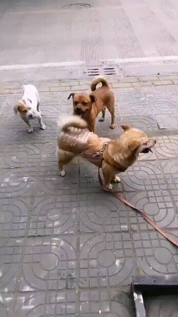 自从狗子戴上了护腚罩后再也没在外怀孕了#搞笑#图片