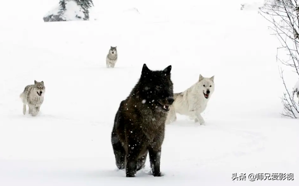 关于演绎狼的电影你知道哪些？