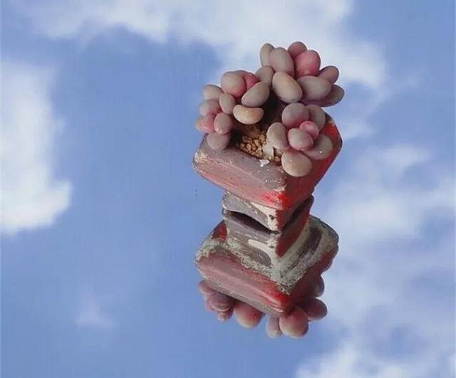 多肉植物创意拍照(多肉植物创意造型图片)-措必培