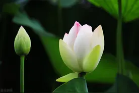 岁月翩跹，韶华易流，谁度此生以倾城，谁许流年以相安图片