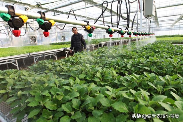 腐植酸、氨基酸、海藻酸、鱼蛋白，都是啥肥料？都有啥作用？