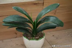 要想培养优秀君子兰种类该怎么办呢？图片