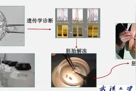 携带遗传致病基因的父母，如何生下健康后代？武汉大学人民医院这个团队给出解决方案图片