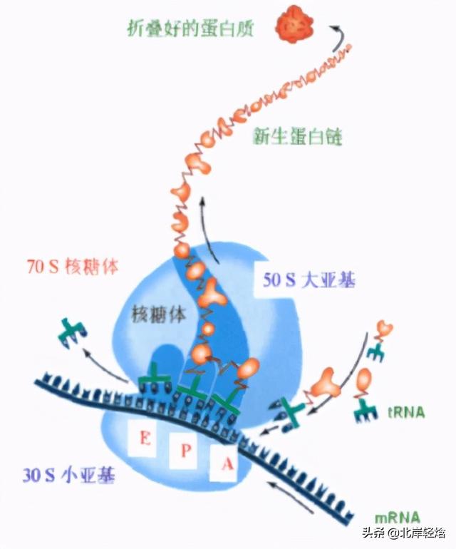 核糖体：揭开生物体内合成蛋白质的奥秘 2009年诺贝尔化学奖介绍