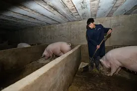 预测丨2022年养猪恐比今年更难，散养户需要做好“三个准备”图片