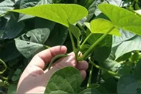 栽培叶用薯尖质地鲜嫩、口感好、产量高，要做好这几个方面图片