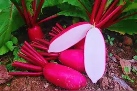 高颜值川菜“胭脂萝卜”的家常做法，红润爽脆，做法简单，很下饭图片