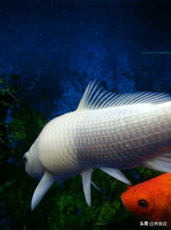 为什么鱼的鱼鳞