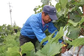 河头乡：金秋时节“甜蜜”溢满葡萄园图片