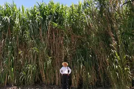 亩产30吨，种一次收割15年！种植巨菌草真的能赚钱吗？图片