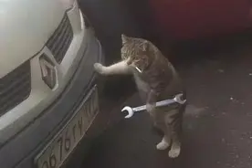 小猫：这个车至少得10条小鱼干才能修好图片