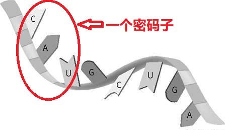 人类基因编辑抵御艾滋事件热点追踪（一）：浅析基因