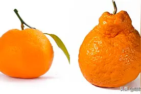 丑橘和耙耙柑是同一种水果吗？其实区别挺大，买的时候要认清图片