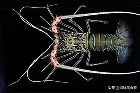世界龙虾大全，别问为什么没有波士顿龙虾，因为它不配图片