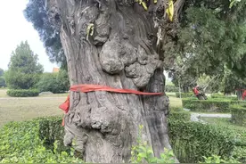 长葛古社柏：2000年前被钉入钢钉、树干上还长出了一颗猴头…图片