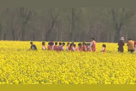 【踏青出游】固安：油菜花开春意浓图片