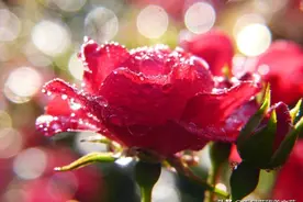 思念无声，深爱无言图片