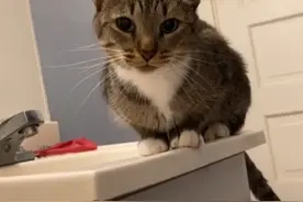 主人正在泡澡，猫咪误以为她溺水，猫竟使出全力救主人图片