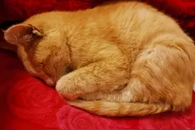 这只老猫的一生图片