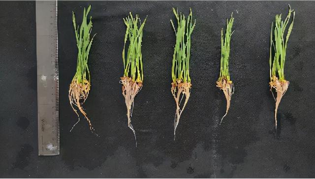 冲施必备，一步到位！这款冲施好搭档，绝对让你效果翻倍