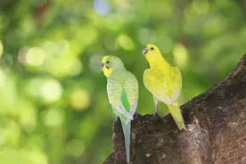 出现这四种征兆，预示家有喜事，天降横财图片