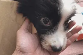 卡布：来自一只三个月大的边境牧羊犬，一封遗留在人间的草稿图片