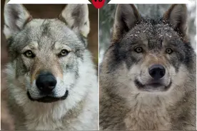 比哈士奇更像狼！不过养捷克狼犬，简直跟伺候祖宗一样图片