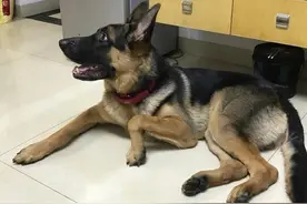 狗狗丢失7年，再次与主人相遇，它认出了主人，可主人无法带走它图片