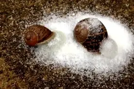 为什么盐对蜗牛来说是致命的？图片