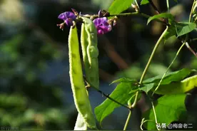 扁豆种植技术，这种方法能让你从夏天吃到冬天，非常实用图片
