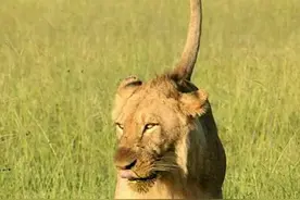 萨比森往事——冥河男孩，如流星般悄然划过《一》图片