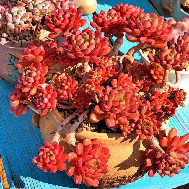 60种多肉悬崖桩大赏,据说只要是多肉控就抵挡不住悬崖桩的诱惑