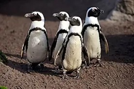 动物界的同性恋，都有哪些操作？图片