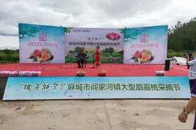 麻城阎家河胭脂桃熟了，采桃节盛大开启图片