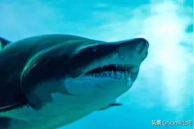 日本3千年人骨死亡之谜解开！专家推断为史上最早鲨鱼受害者图片