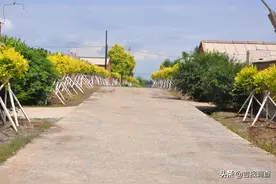 新农村，新风貌！长春市乐山镇农村人居环境整治工程全面开工图片