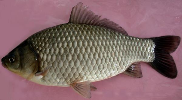 鲫鱼的种类有哪些，教你怎么区分各种鲫鱼