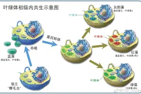 藻类的前世今生——浅析内共生学说与藻类的进化图片