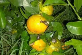 阴雨连绵蜗牛爆发：果树面目全非，溃疡来袭，别让小虫变成大问题图片