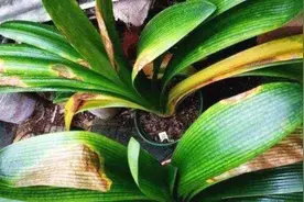 君子兰叶心腐烂不要扔，简单切一刀，很快长出一堆新芽图片