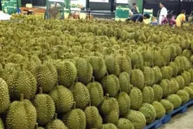 看完中国人吃榴莲，再看泰国人吃榴莲，网友：没有对比就没有伤害图片