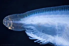 没头，没心脏，没骨头，味道还鲜美，文昌鱼是怎样活5亿年的？图片