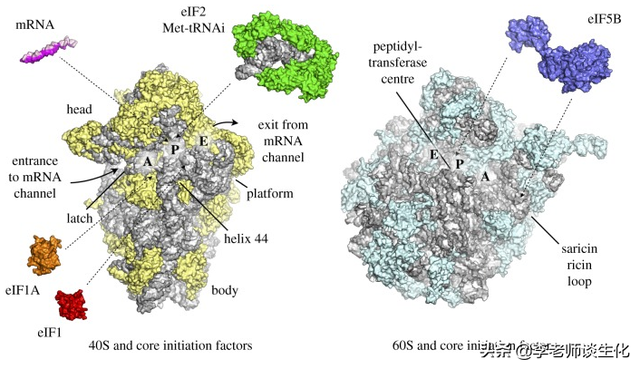 蛋白质翻译的起始阶段（一）