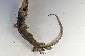 前端异常捕获与处理汇总，收藏篇图片