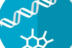 维生素B12缺乏与怀孕期间的肥胖有关图片