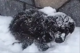 冰天雪地里发现1只小狗，被冻得瑟瑟发抖，却始终不愿意离开这里图片